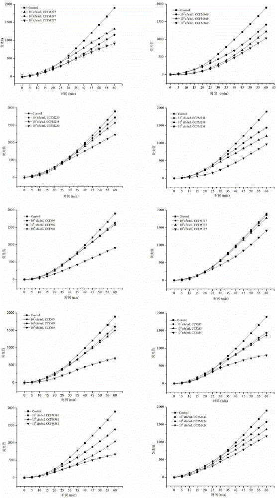 Method for measuring antioxidant activity of lactic acid bacteria based on cellular level