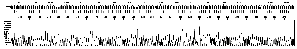 A kind of amplification primer, sequencing primer, kit and method for detecting hepatitis C virus genotyping