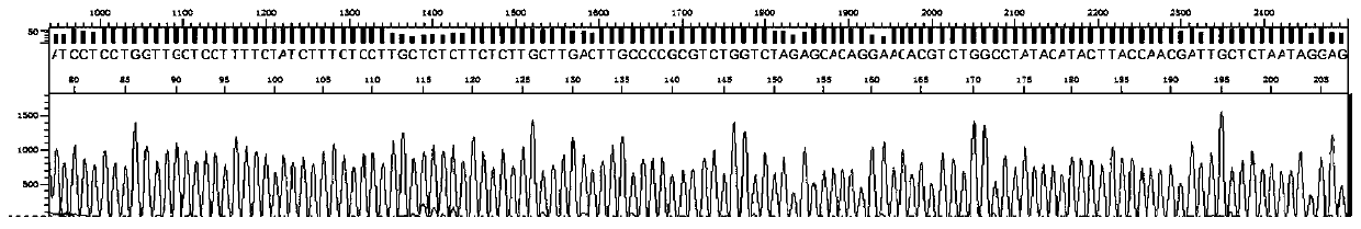 A kind of amplification primer, sequencing primer, kit and method for detecting hepatitis C virus genotyping