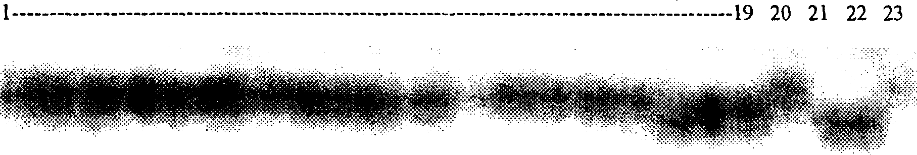 Gibberellic disease resistant and breeding method for wheat