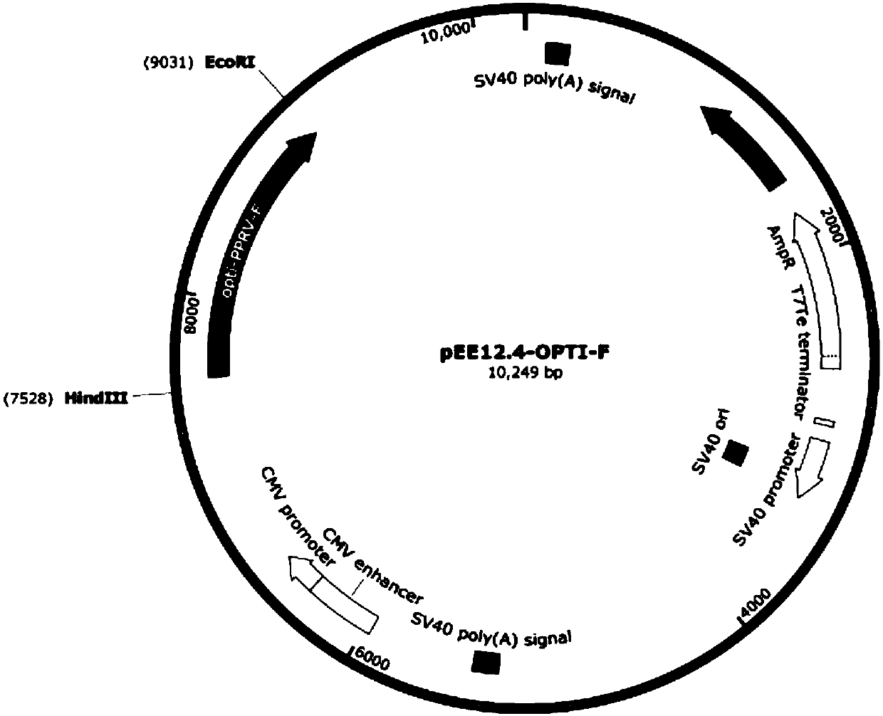 Subunit F protein of peste des petits ruminants virus as well as preparation method and application of subunit F protein