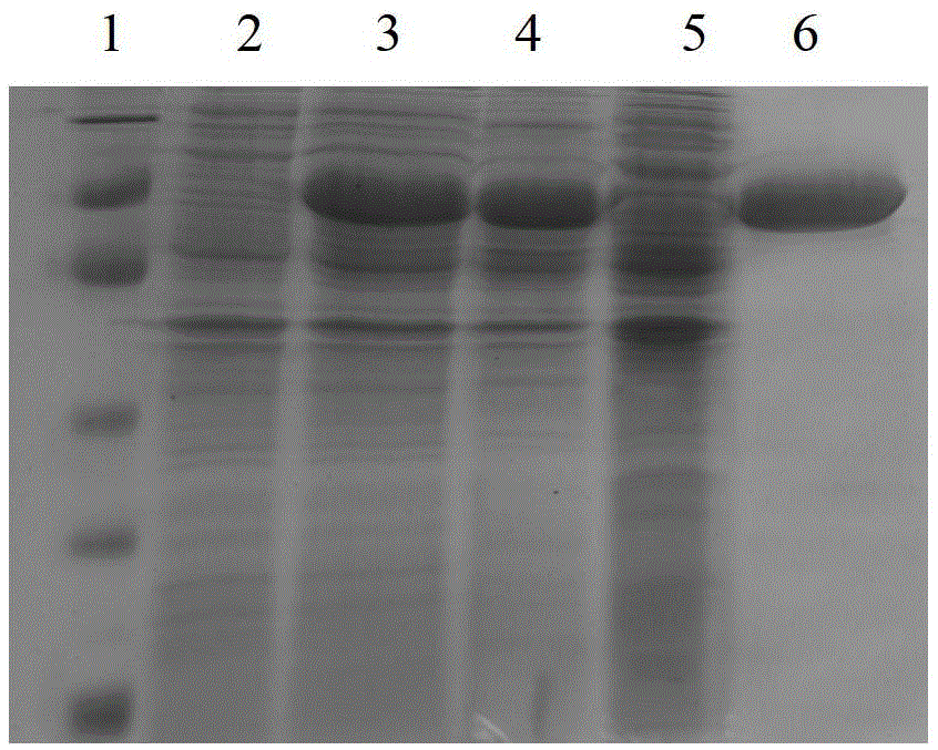 Mycobacterium tuberculosis specific fusion protein as well as preparation and application of mycobacterium tuberculosis specific fusion protein