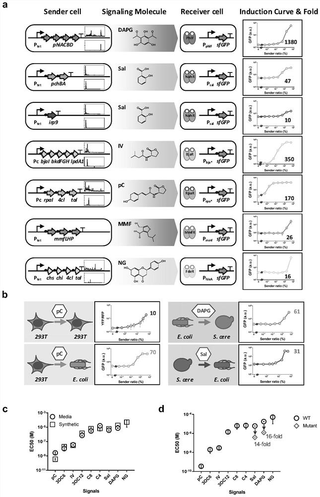 Artificial design and application of intercellular communication system