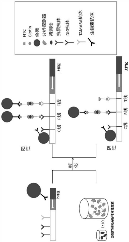 Novel group B streptococcus nucleic acid PCR-colloidal gold immunochromatography detection kit