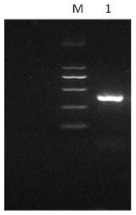 Nano antibody for broad-spectrum recognition of Salmonella, recombinant vector, host cell and application of nano antibody