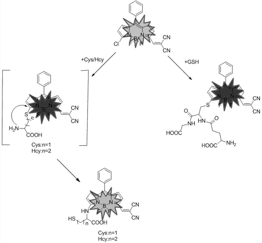 Novel fluorescent dye capable of multifunctionalization, and preparation method and application thereof