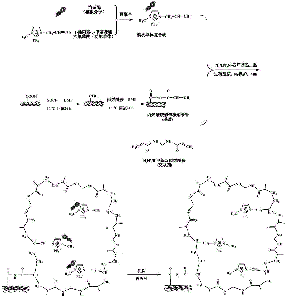 Lysozyme molecularly imprinted polymer on carbon nanotube surface and preparation method thereof