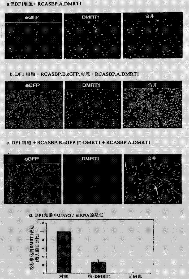 Sex-determination and methods of specifying same