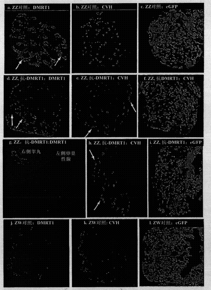 Sex-determination and methods of specifying same