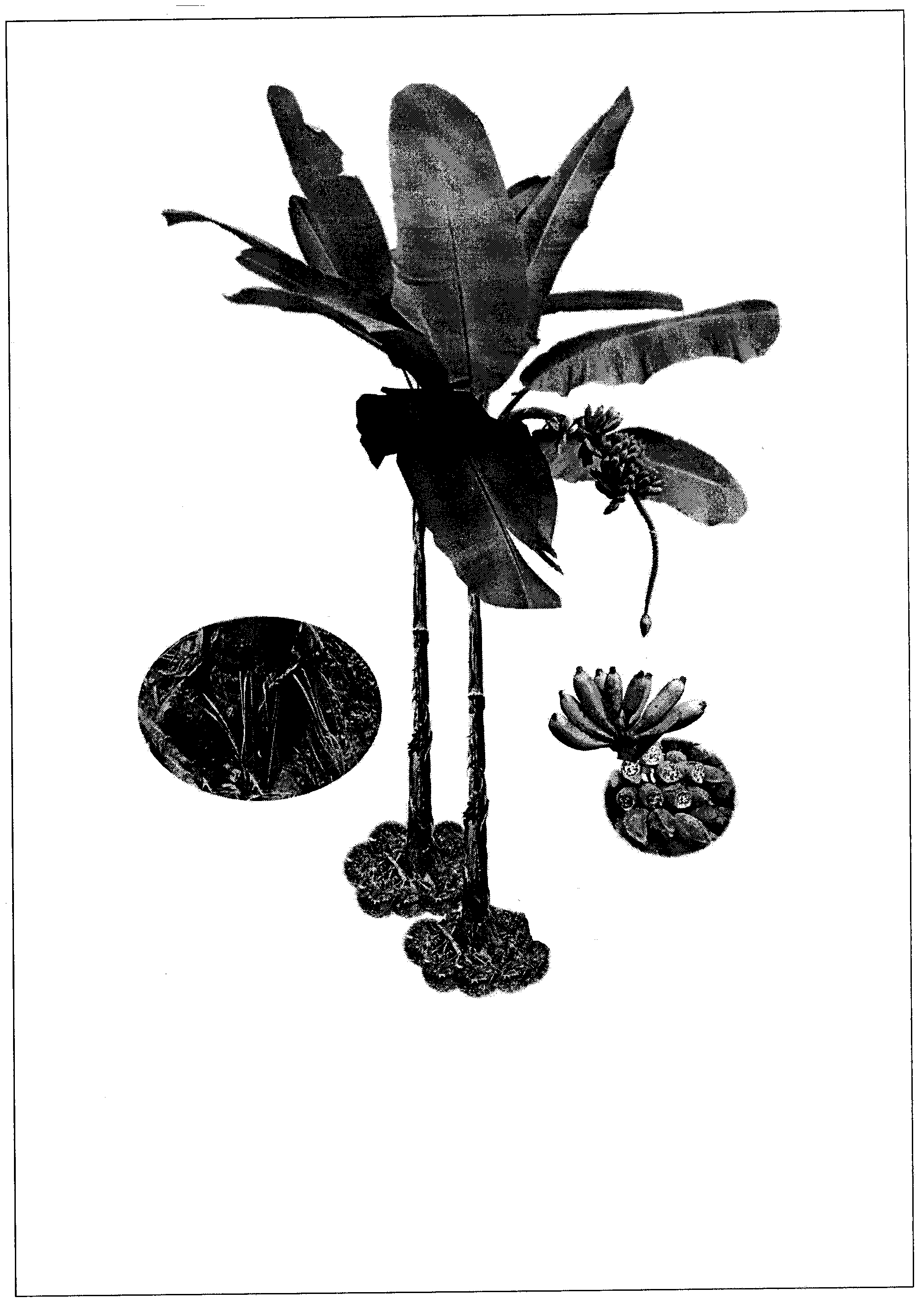 Wild banana and oxhorn banana health-care wine for assisting blood pressure reduction and preparation method thereof