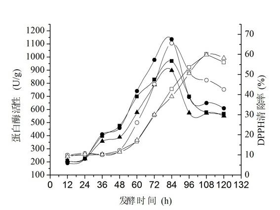 Method for preparing antioxidant polypeptide by solid fermentation of acanthogobius hasta muscle protein