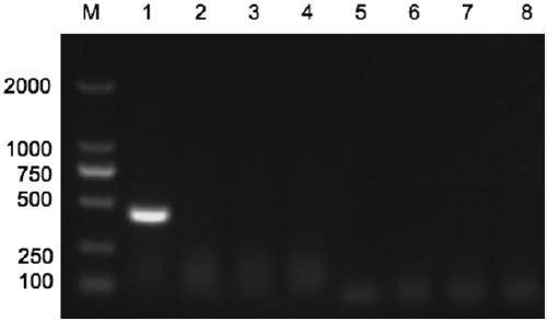 Kit, RPA primer pair, probe and method for detecting CPV nucleic acid