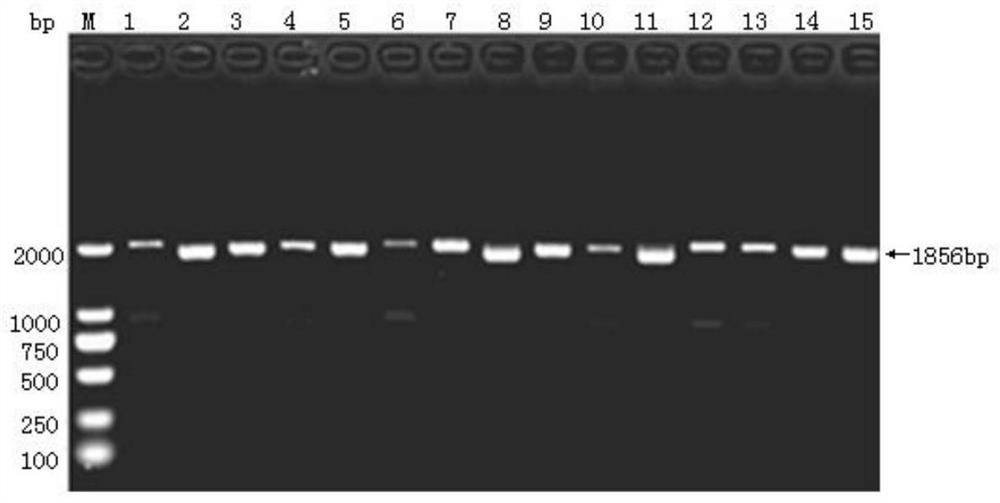 Expression method of recombinant duck type 3 adenovirus fiber-2 gene