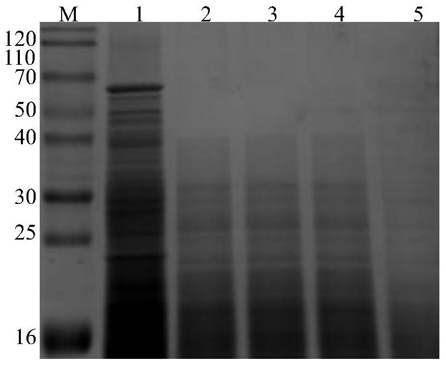 Expression method of recombinant duck type 3 adenovirus fiber-2 gene