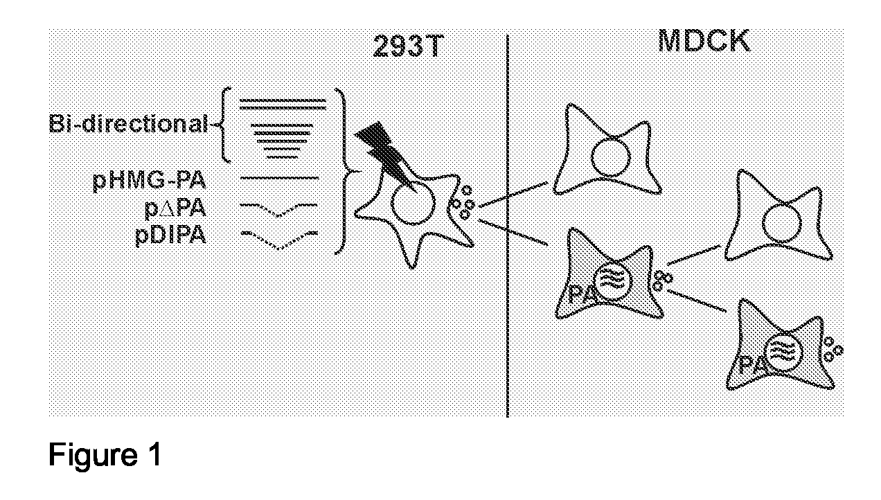 Defective Influenza Virus Particles