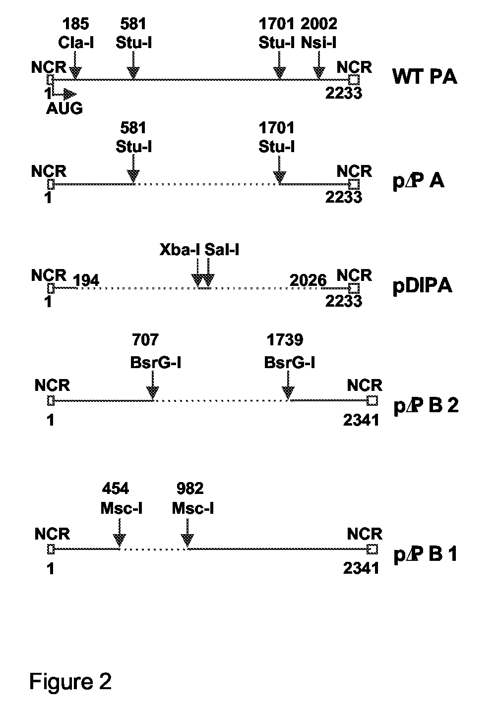 Defective Influenza Virus Particles