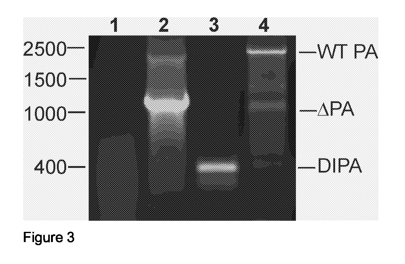 Defective Influenza Virus Particles