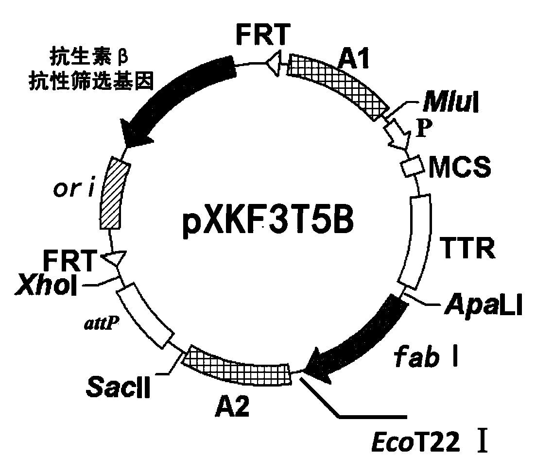 Construction method of gene engineering strain without plasmid and antibiotic resistance screening marker