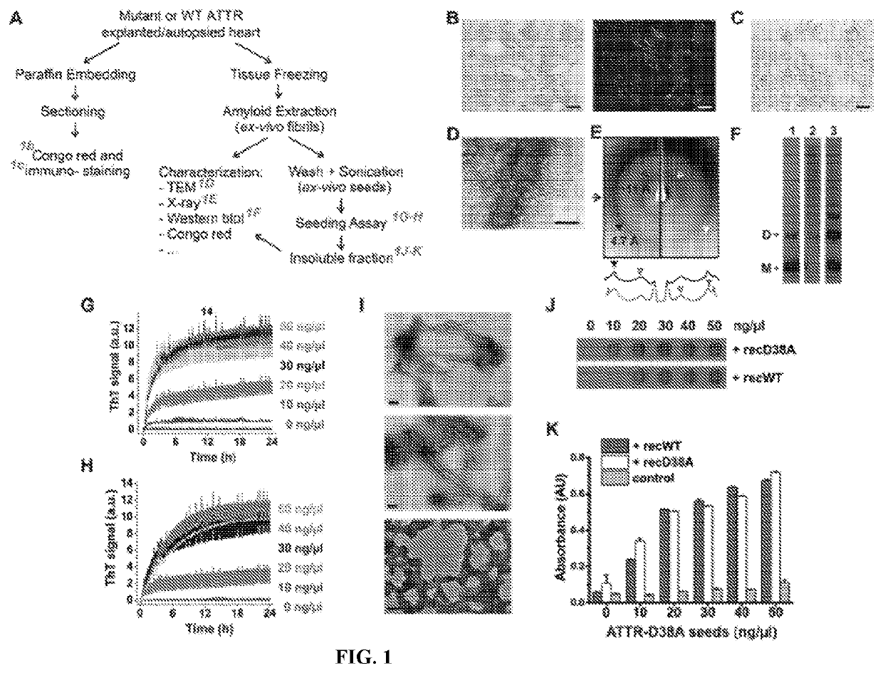 Inhibition of the aggregation of transthyretin by specific binding of peptides to aggregation-driving segments