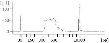 Optimized method for constructing RNA high-throughput sequencing library and application of optimized method