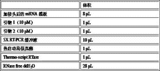 Optimized method for constructing RNA high-throughput sequencing library and application of optimized method