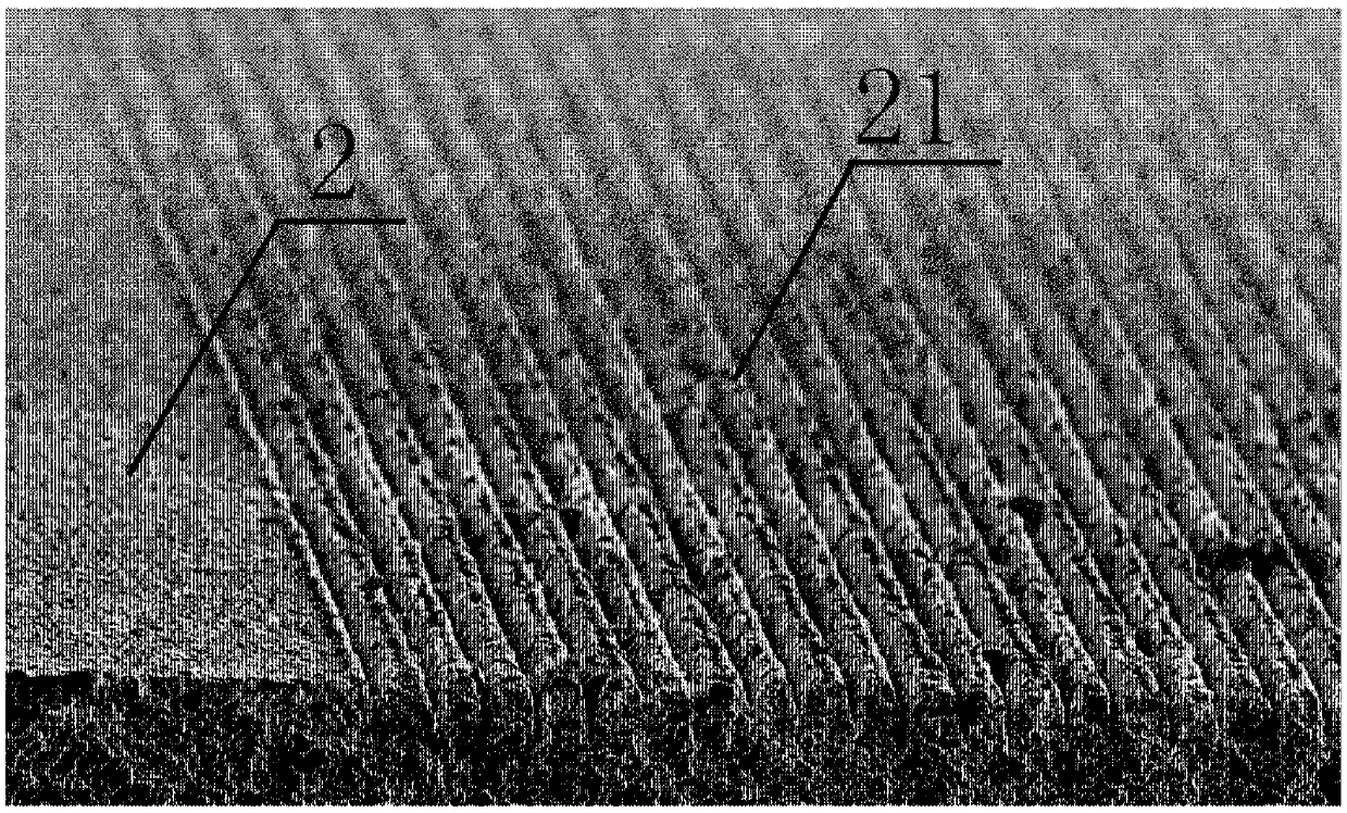 Thermal field emission cathode and preparation method thereof, and vacuum electronic device using same