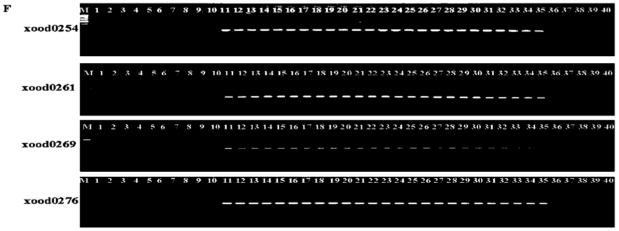 Molecular markers for Xanthomonas oryzae and application thereof