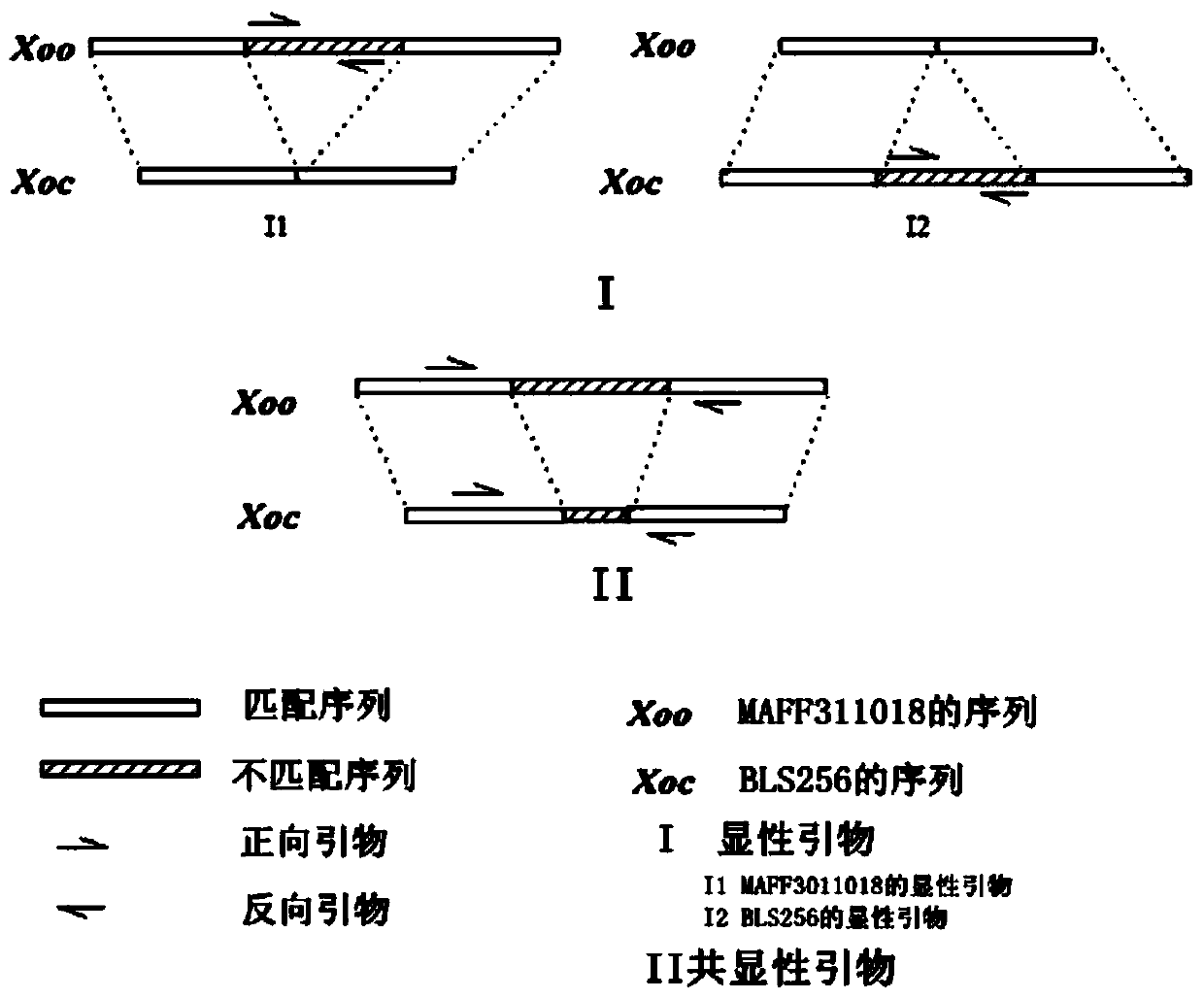 Molecular markers for Xanthomonas oryzae and application thereof