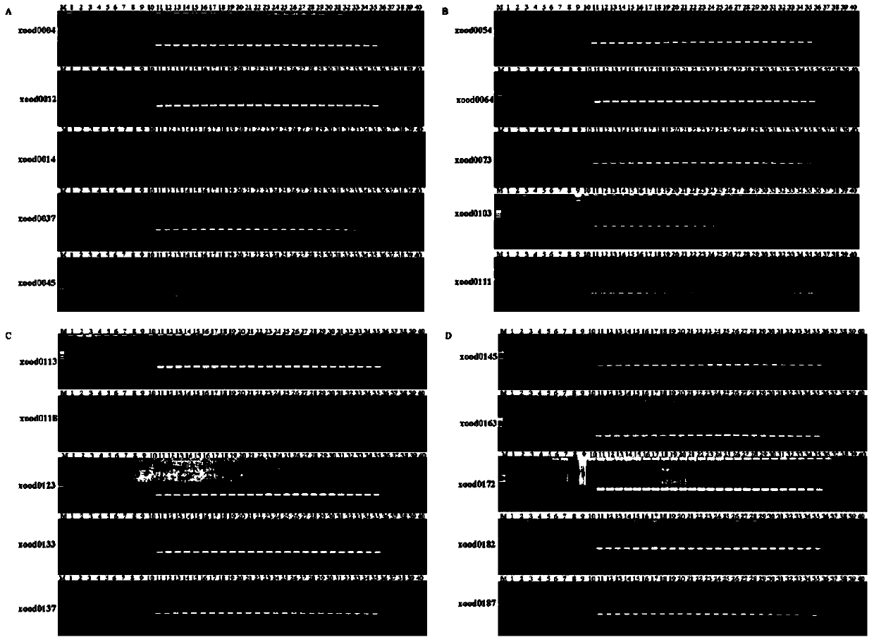 Molecular markers for Xanthomonas oryzae and application thereof