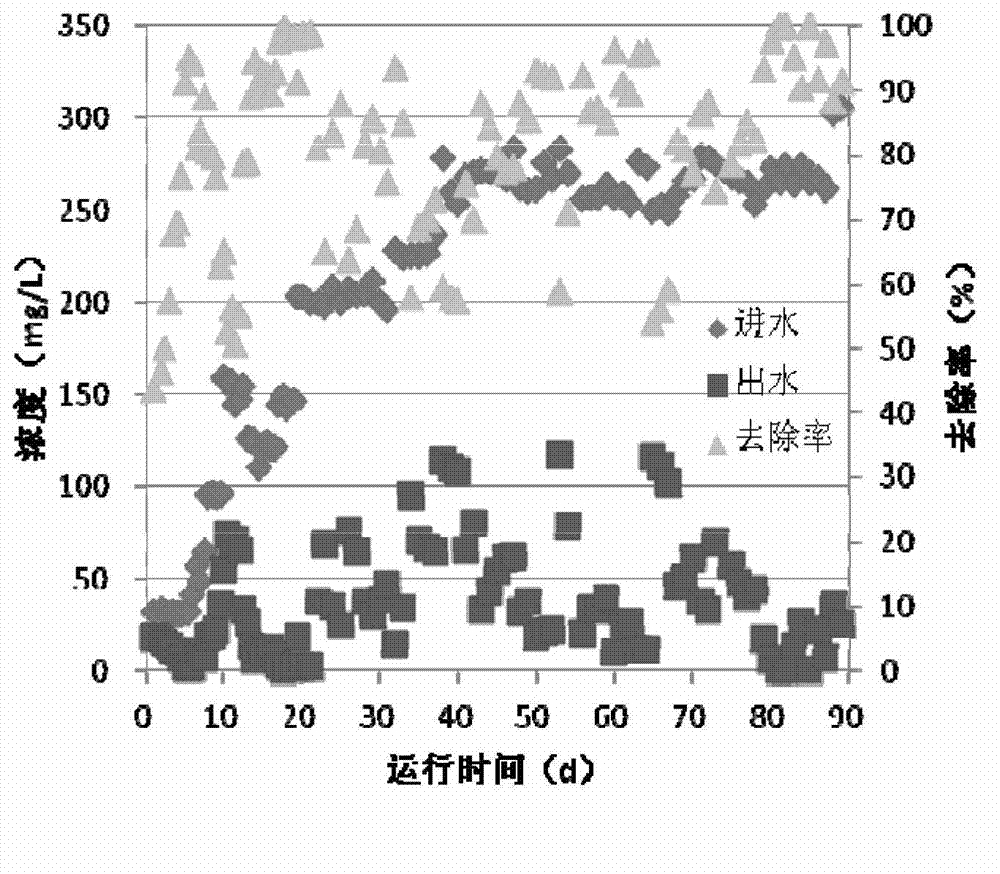 Cultivation method of anammox granular sludge