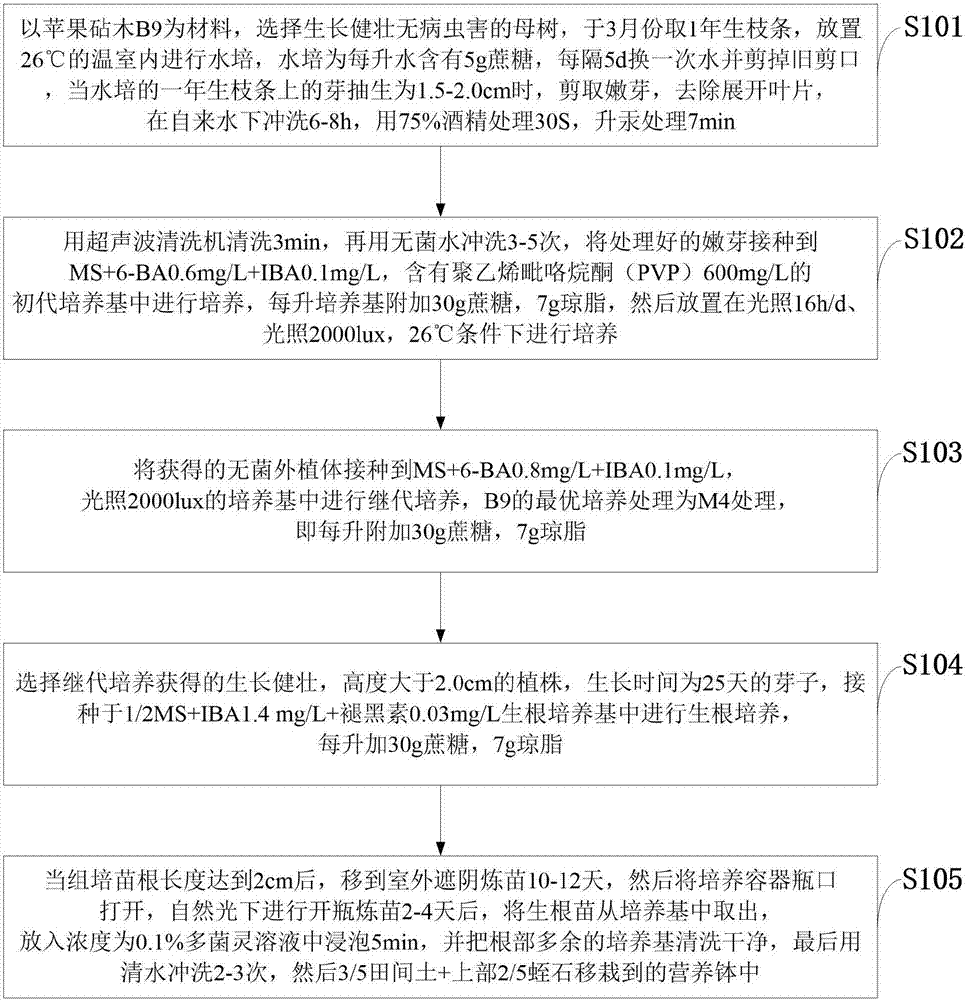 Rapid propagation method of apple stock B9