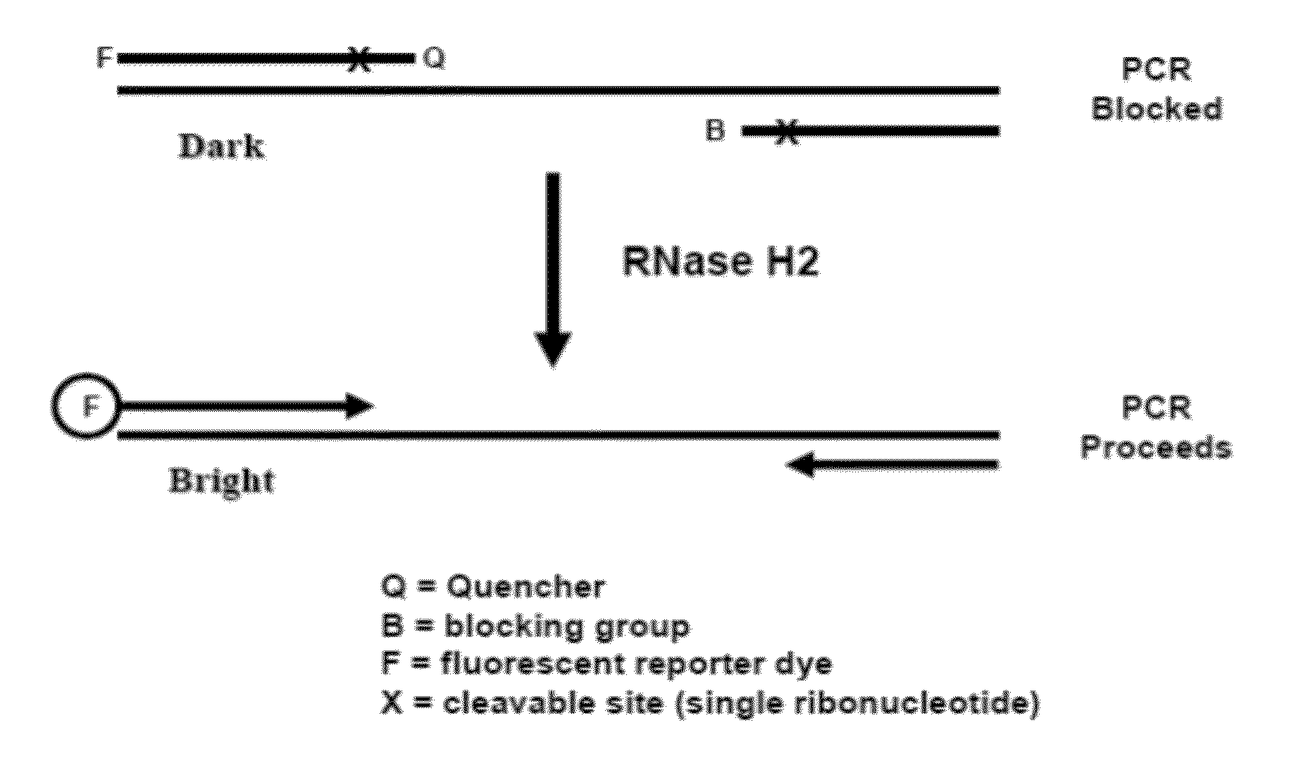 RNase H-Based Assays Utilizing Modified RNA Monomers