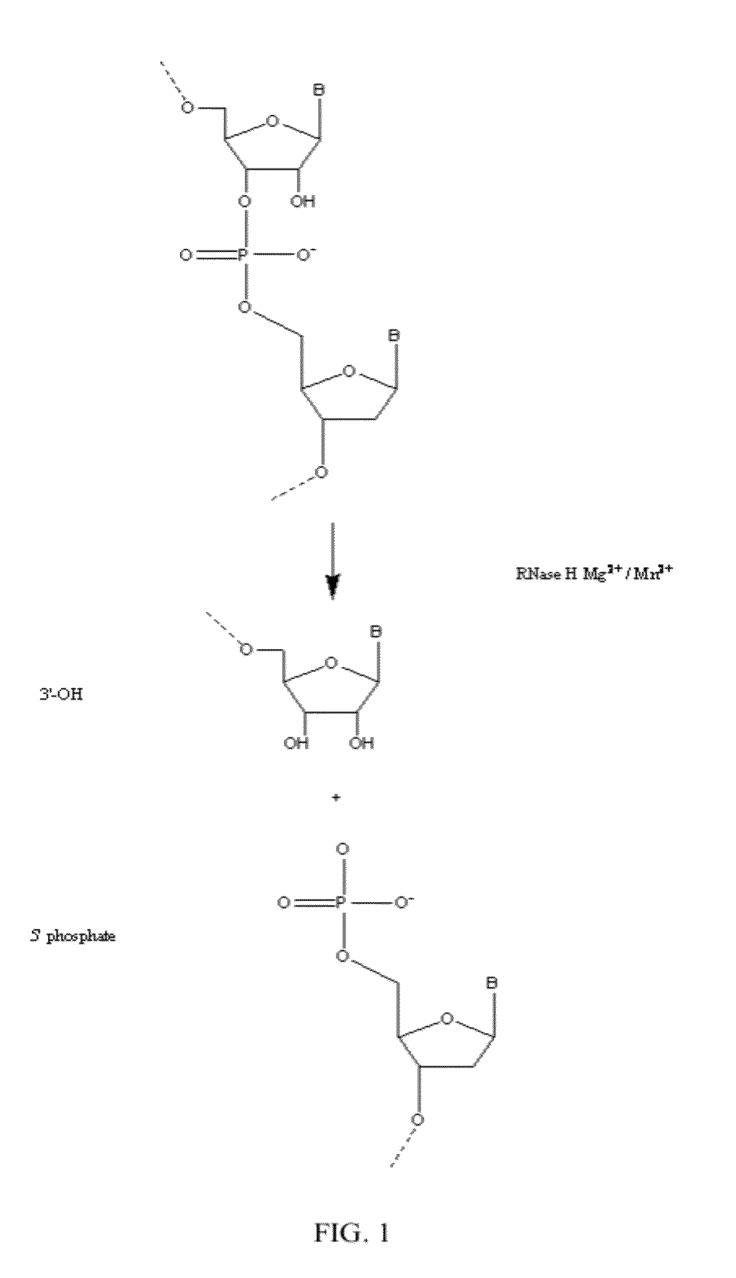 RNase H-Based Assays Utilizing Modified RNA Monomers