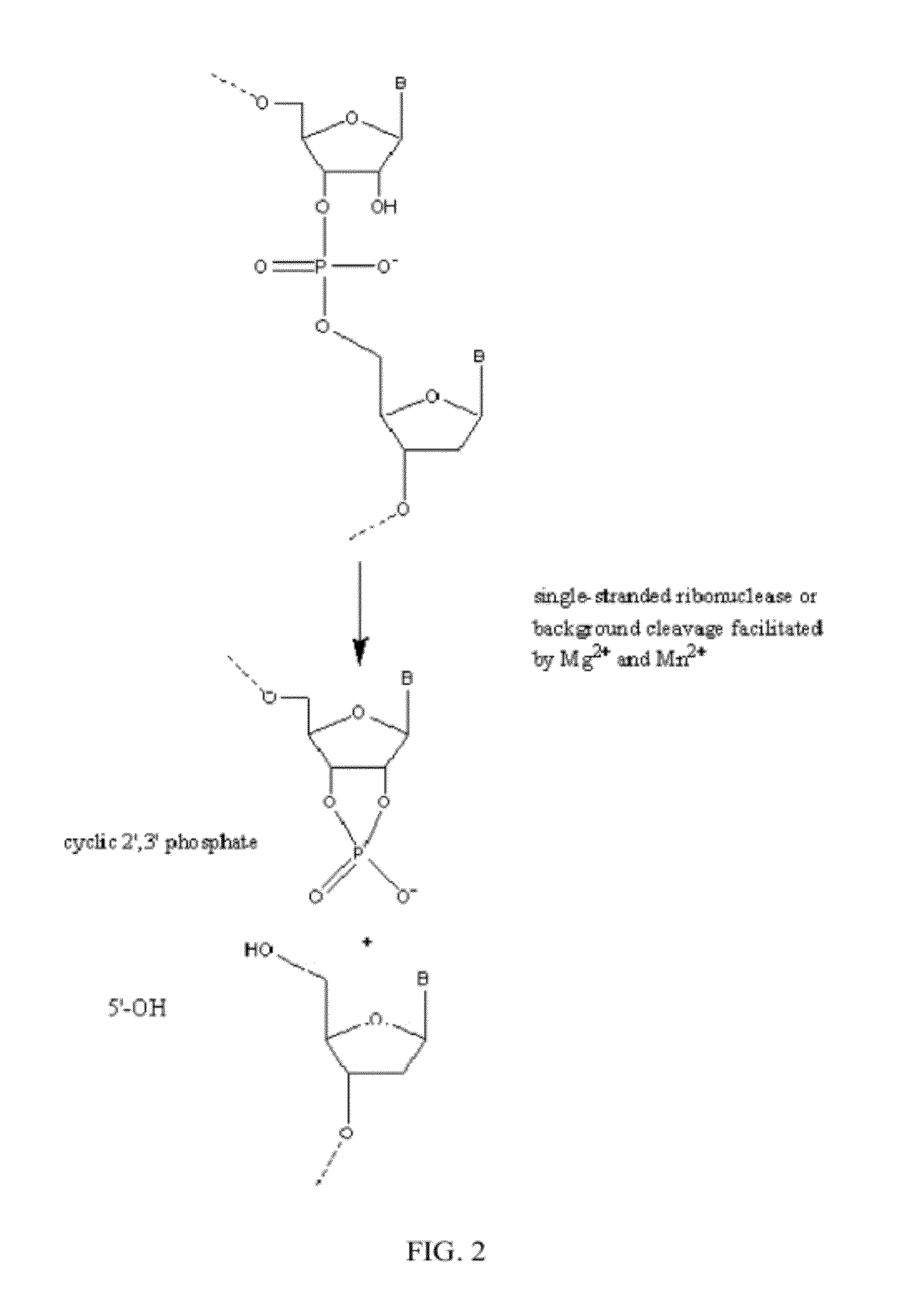 RNase H-Based Assays Utilizing Modified RNA Monomers