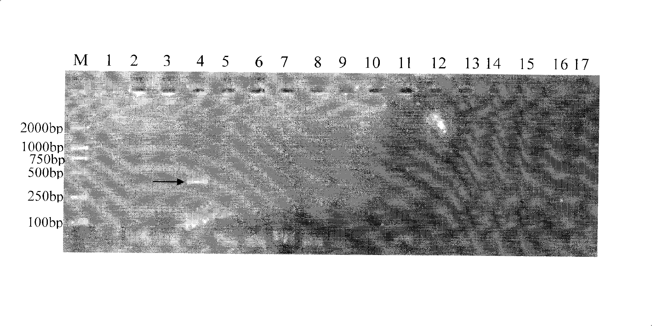 Method for technical evaluation of hedgehog fungus Houjie bacterial with numerator mark