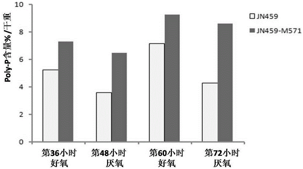 Microlunatus phosphovorus engineering strain capable of efficiently accumulating polyphosphate and application thereof