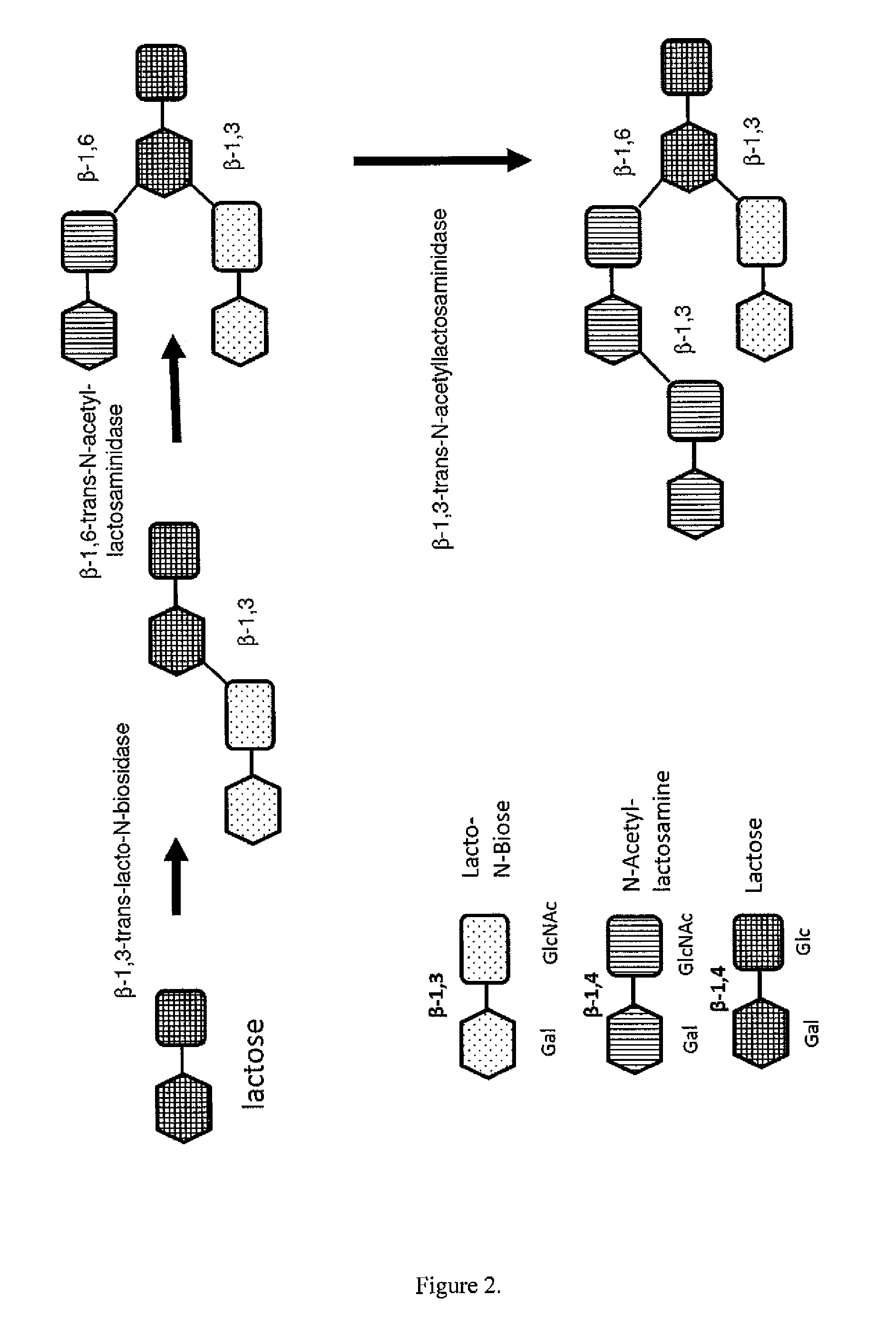 Method for generating human milk oligosaccharides (HMOs) or precursors thereof