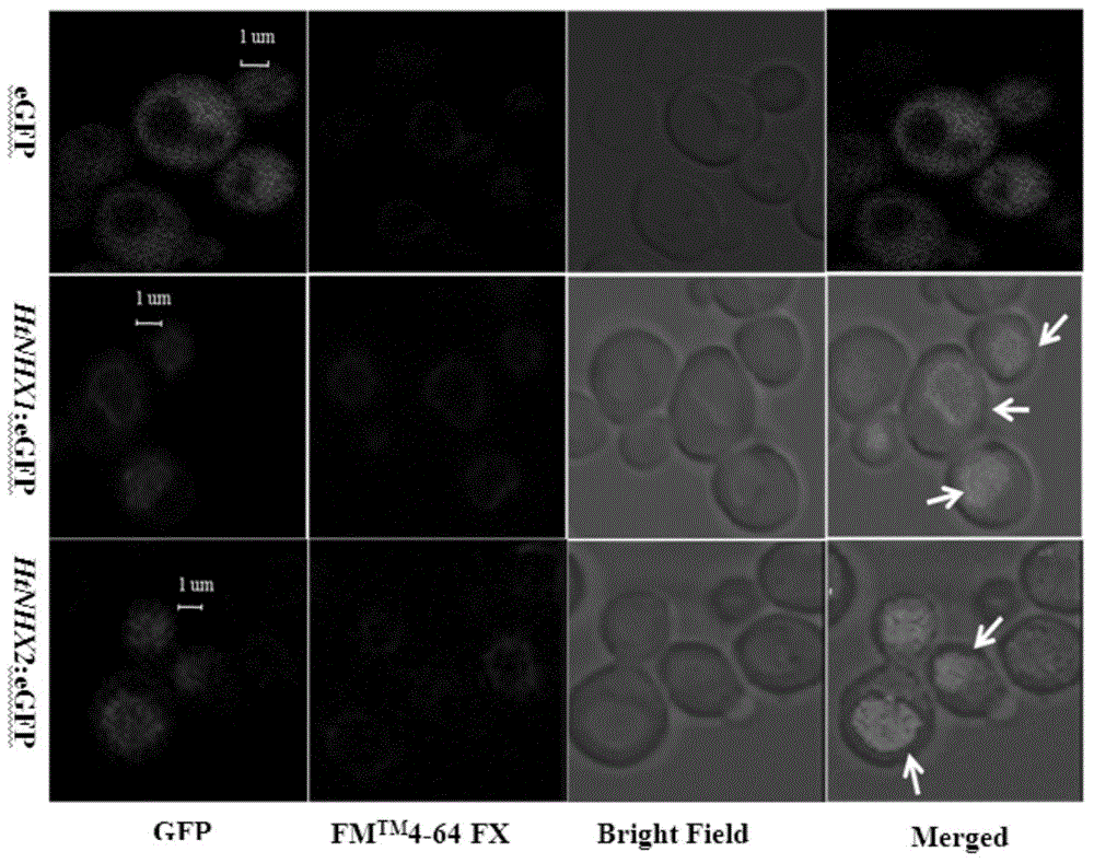 Helianthus tuberosus L. Na&lt;+&gt;/H&lt;+&gt; reverse transport protein genes HtNHX1 and HtNHX2 and use thereof