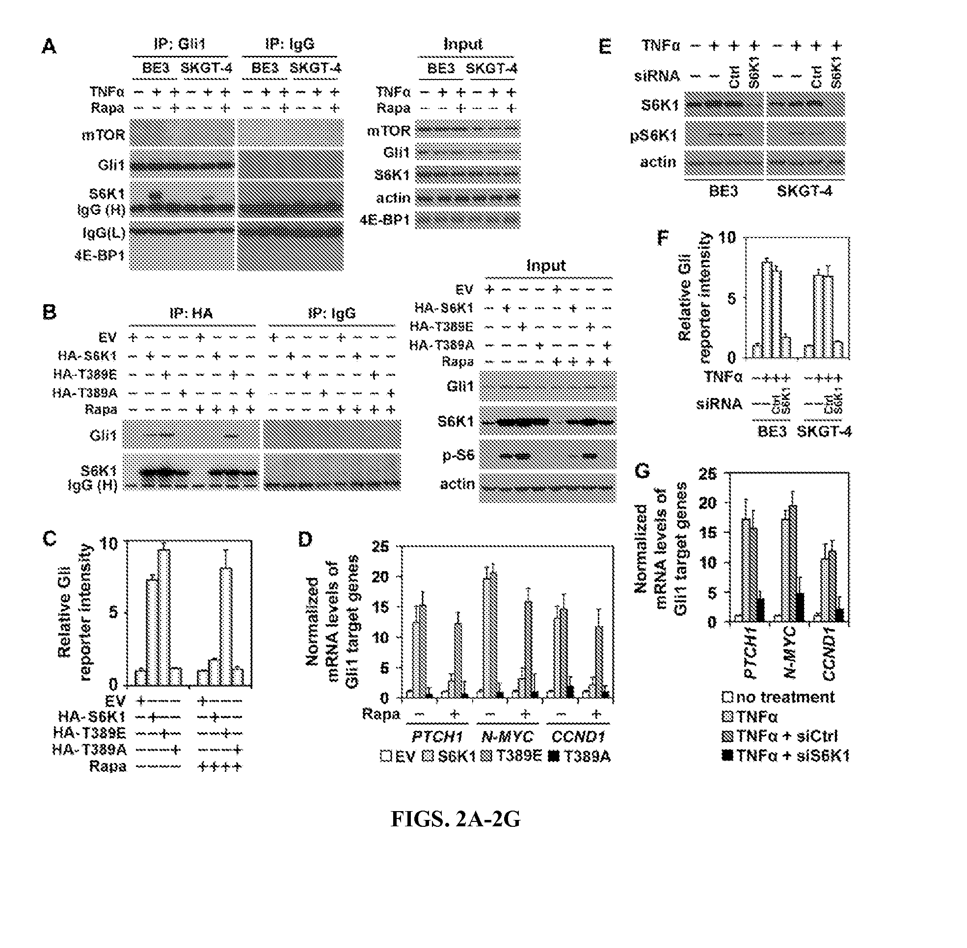 Personalized medicine for the prediction of therapy targeting the hedgehog pathway