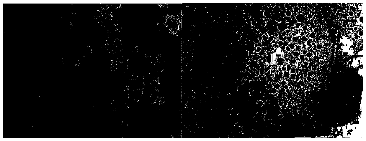 Method suitable for in-situ hybridization of cherax quadricariratus gonadal tissue mRNA paraffin section