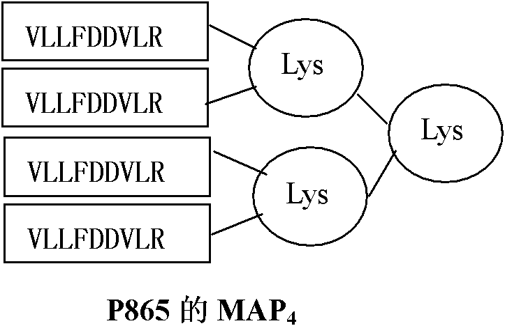 Multiple antigen peptide (MAP) vaccine and application thereof