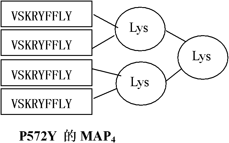 Multiple antigen peptide (MAP) vaccine and application thereof