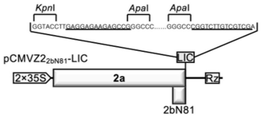 Cucumber mosaic virus mediated gene silencing system and application thereof in plant target gene silencing