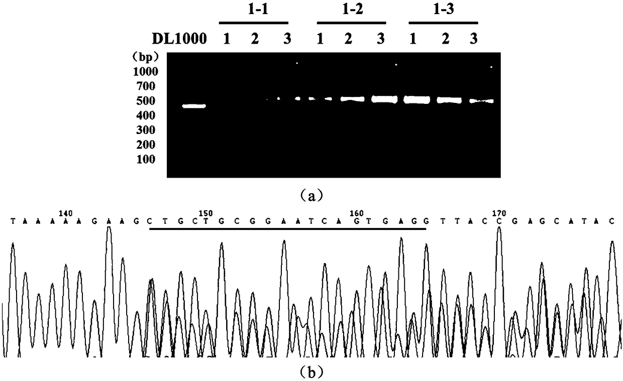 Preparation method of ddx19 gene-deleted zebrafish mutant