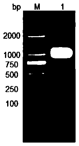 rgd-recombinant staphylokinase-human alpha microglobulin fusion protein and its preparation and application