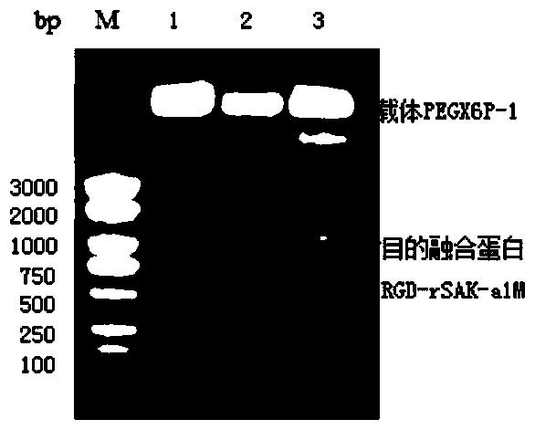 rgd-recombinant staphylokinase-human alpha microglobulin fusion protein and its preparation and application