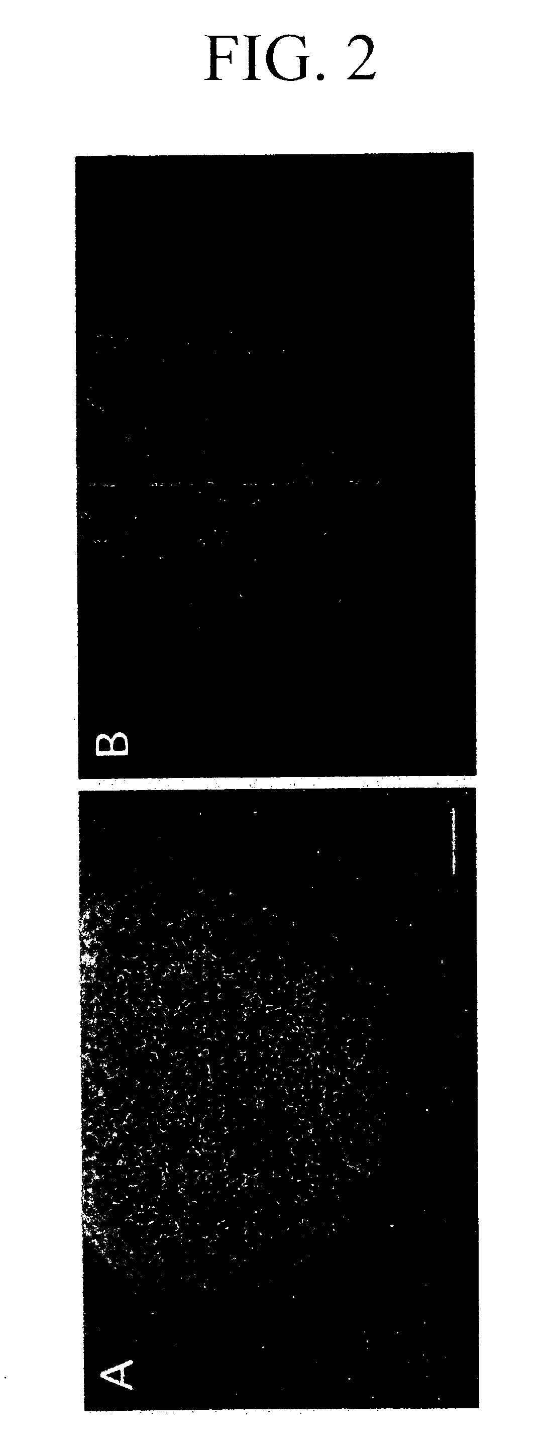 Process for producing nerve cells