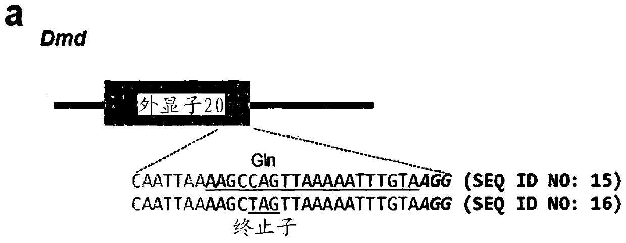 Composition for base editing for animal embryo and base editing method