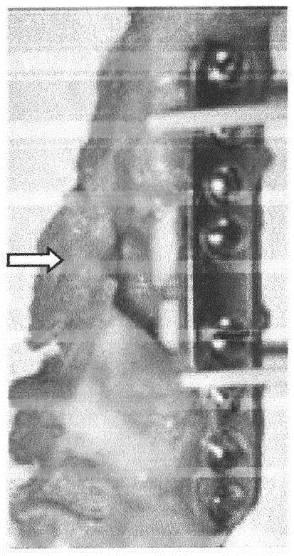 Novel bone ununion experiment model and manufacturing method for same