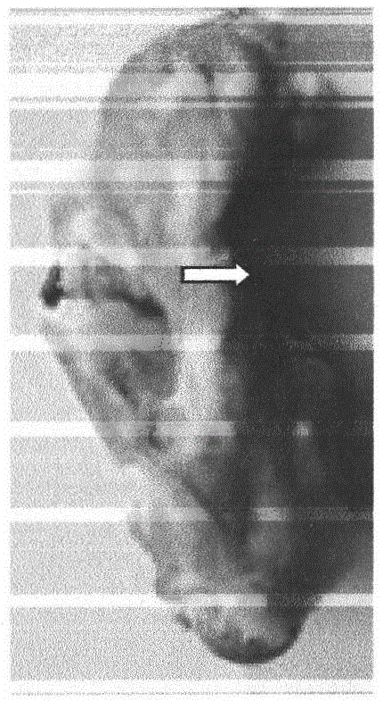 Novel bone ununion experiment model and manufacturing method for same